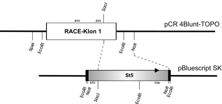 Abbildung 3.10.: Subklonierung und Fusion von St5 SacI/NotI in pCR4Blunt-TOPO (Invitrogen) mit der möglichen Targetsequenz ini im Klon1 der RACE-PCR.
