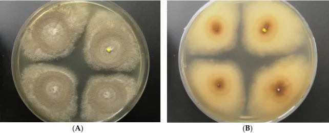 Figure 1. Aspergillus sp. LF660, colony grown for 14 days on a modified Wickerham‐medium (WSP30)  ((A): front side, (B): back side). 