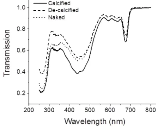 Figure 1. Transmission spectra of cells with (calcified strain) and without (calcified strain with coccoliths removed artificially,  decal-cified strain) coccolith cover and naked cells of Emiliania huxleyi.
