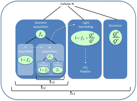 Figure 9: Schematic view of the multiple allocation scheme in the model of Pahlow et al