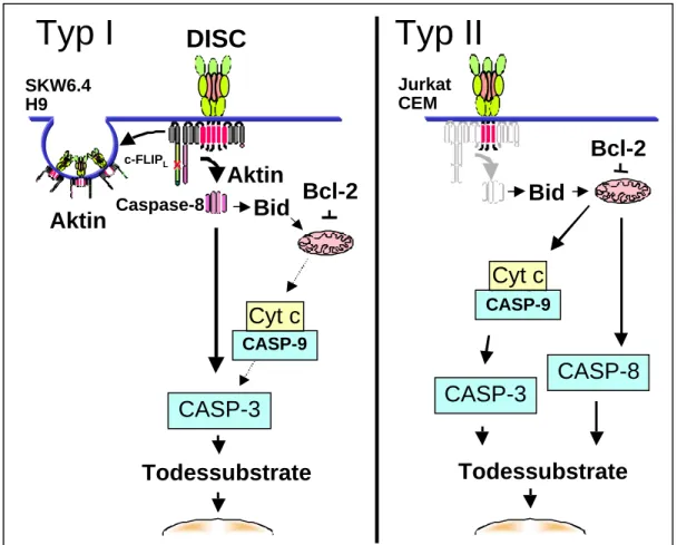 Abbildung 3: Die zwei CD95 Signalwege. Typ I Zellen (links) können Caspase-3 direkt aktivieren, während Typ II Zellen die Mitochondrien zur Amplifikation des Signals benötigen.