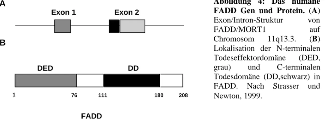 Abbildung 4: Das humane FADD Gen und Protein. (A) Exon/Intron-Struktur von FADD/MORT1 auf Chromosom 11q13.3