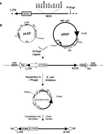 Abbildung 5: Schematische Darstellung der Struktur des AdV Systems. (A) Diagramm der pLEP Cosmid Polylinkerregion und deren Position in Relation zum linken adenoviralen ITR