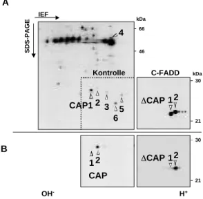 Abbildung 6: CAP1 und CAP2 repräsentieren unterschiedlich am C-Terminus phosphorylierte FADD-Formen