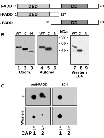 Abbildung 7: Charakterisierung des  Phosphorylierungsstellen-spezifischen Antikörpers 1C4