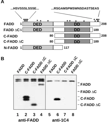 Abbildung 8: FADD wird an einer C-terminalen Serin reichen Region phosphoryliert. (A) Schematische Darstellung der erzeugten Deletionsmutanten von FADD.