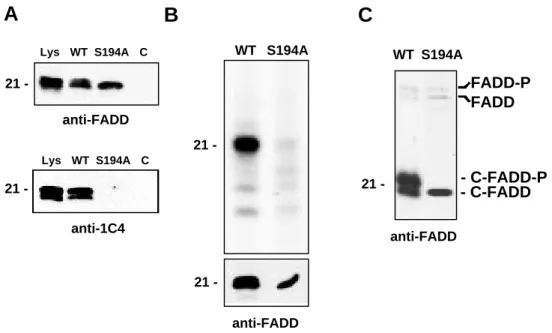 Abbildung 10: FADD wird in vivo und in vitro an Serin 194 phosphoryliert. (A) Western Blot Analyse von Ganzzellysaten aus stabil exprimierenden C-FADD Transfektanten (Lys) und transient exprimierenden 293T Zellen, die entweder mit C-FADD (WT), einer Punktm