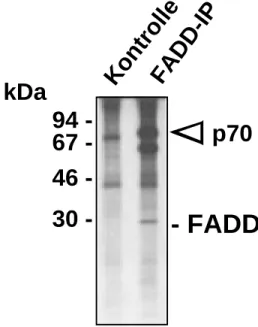 Abbildung 11: Eine 70 kDa Kinase bindet und phosphoryliert FADD. Jurkat Zellen wurden mit [ 32 P]Orthophosphat in vivo markiert, lysiert und FADD mit dem kommerziell erhältlichen anti-FADD Antikörper immunpräzipitiert