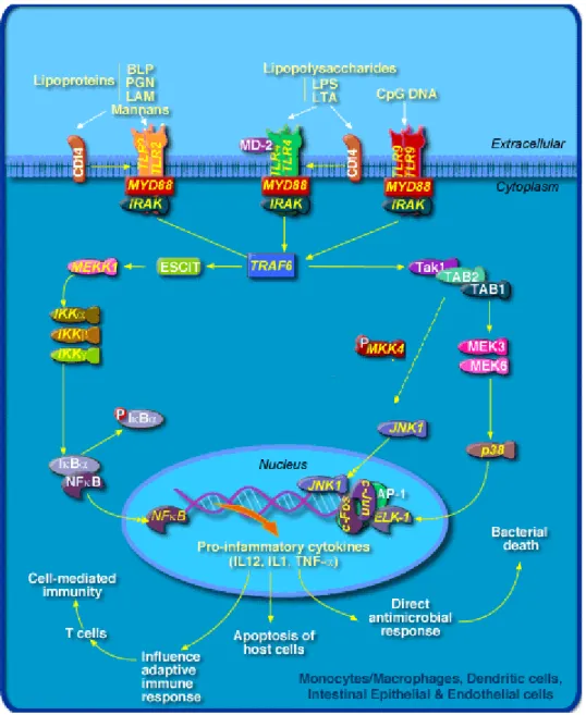 Figure 1. Signalling pathways through which LPS might activate the transcription of