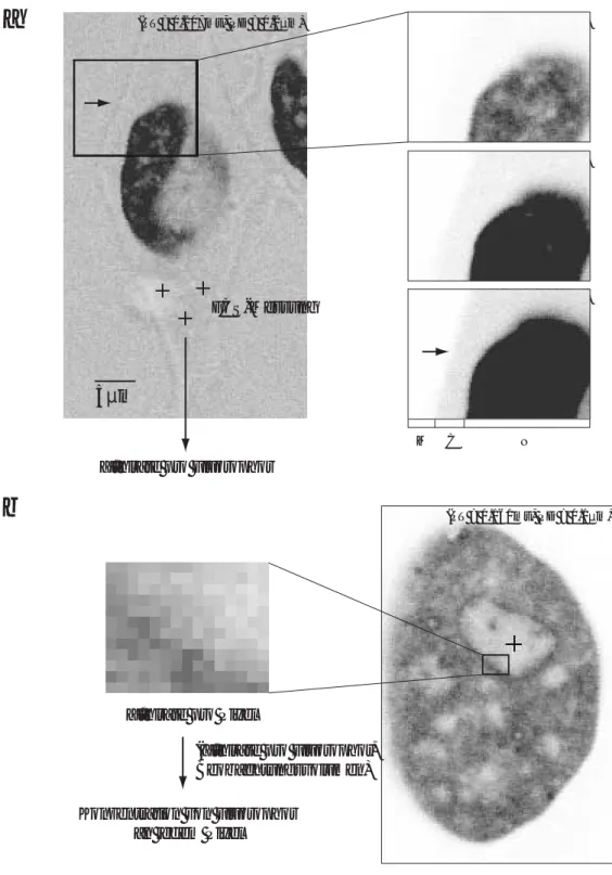 Abbildung 3.11  Kalibrierung der konfokalen Fluoreszenzbilder. (a) Links: Übersichtsbild einer Zelle bei z = 3 µm