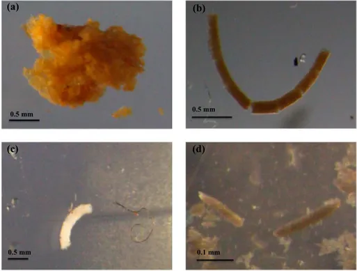 Figure 3. Photographs of particles: (a) PDA, (b) brown krill FP, (c) white FP, and (d) copepod FP.