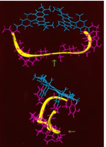 Abbildung 2.9-1: PhiPhiLux, die  beiden gekoppelten FITC-Moleküle  sind blau dargestellt