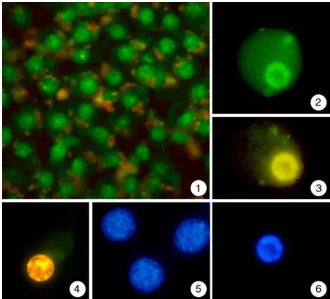 Abbildung 3.2.2-1 bis 6: Isolierte Hepatocyten aus der Regenbogenforelle nach Behand- Behand-lung mit DNA-färbenden Substanzen