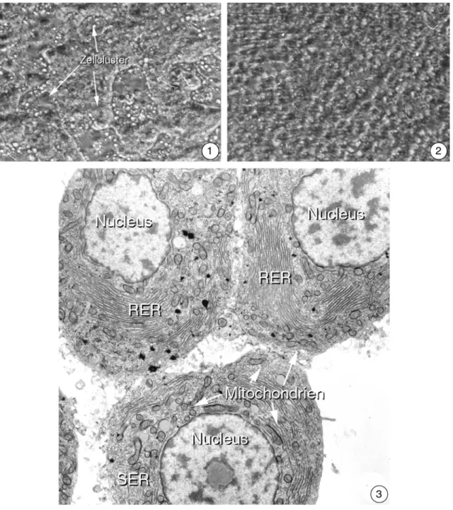 Abbildung 3.1-1 bis 4: Isolierte Hepatocyten aus der Regenbogenforelle in Kultur 