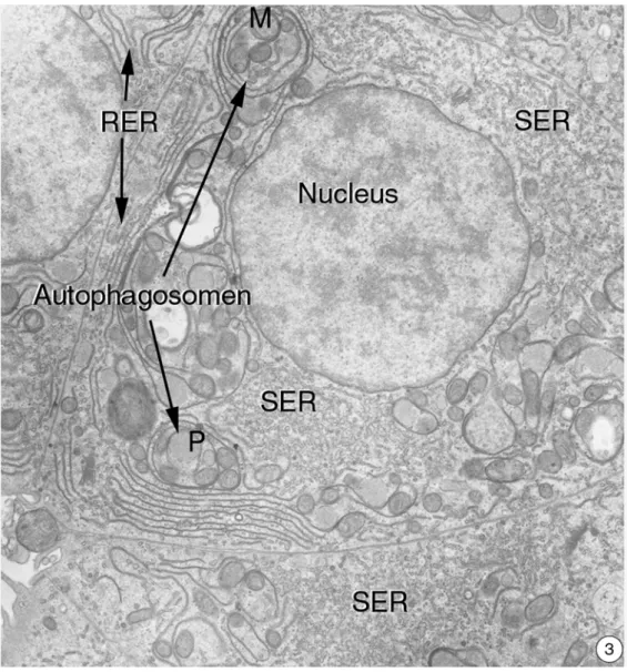 Abbildung 3.2.1-3: Die Belastung von Hepatocyten führt nach drei Tagen zu verschiedenen morphologischen Unterschieden