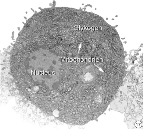 Abbildung 3.3.2-17: Ultrastruktur von isolierten Hepatocyten aus der Regenbogenforelle 6 Stunden nach einer Bestrahlung mit ultraviolettem Licht für 10 Minuten