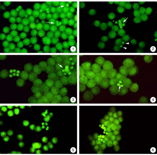 Abbildung 3.3.1-1 bis 6: Isolierte Hepatocyten aus der Regenbogenforelle nach Bestrah- Bestrah-lung mit ultraviolettem Licht und Anfärbung mit Acridinorange