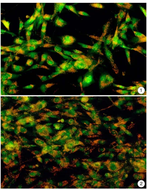 Abbildung 3.5-1 und 3.5-2: Unbelastete RTG-2-Zellen zeigen nach einer Anfärbung mit einer 1:1 Mischung aus Acridinorange und Ethidiumbromid einen langgestreckten Zellleib mit intensiv grün leuchtendem Zellkern