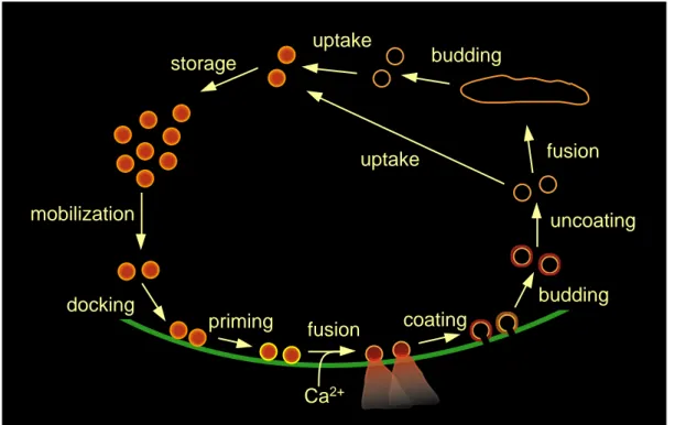 Fig. 1.3: The synaptic vesicle cycle. Before fusing with the presynaptic membrane, synaptic vesicles have to be translocated to and brought into close apposition with the presynaptic membrane (mobilization and docking)
