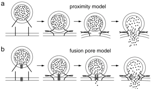 Fig. 1.4: Models of lipid membrane fusion in exocytosis. (a) In the ‘proximity’