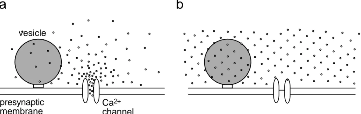 Fig. 2.1: Spatial pattern of [Ca 2+ ] during Ca 2+  influx and UV-induced Ca 2+  uncaging.