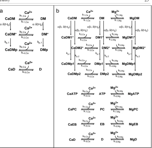 Fig. 2.3: Reaction scheme of buffered Ca 2+  uncaging. (a) Simple model of Ca 2+