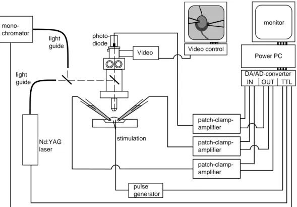 Fig. 3.1: Schematic diagram of the experimental setup. Two patch clamp electrodes and the photodiode for rapid [Ca 2+ ] measurements are amplified using patch clamp amplifiers