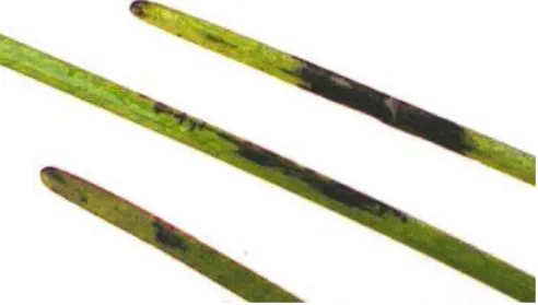Figure 1.2 Infected Z. marina leaves (Ralph and Short, 2002). 