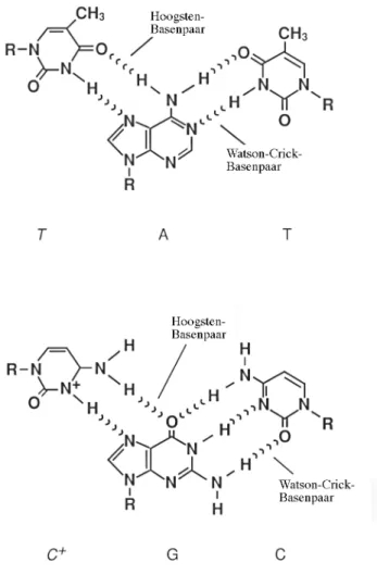 Abb.  1.8 Basenpaarungen in Triplex-DNA der Form py × pu•py  Entnommen aus Sinden (1994)