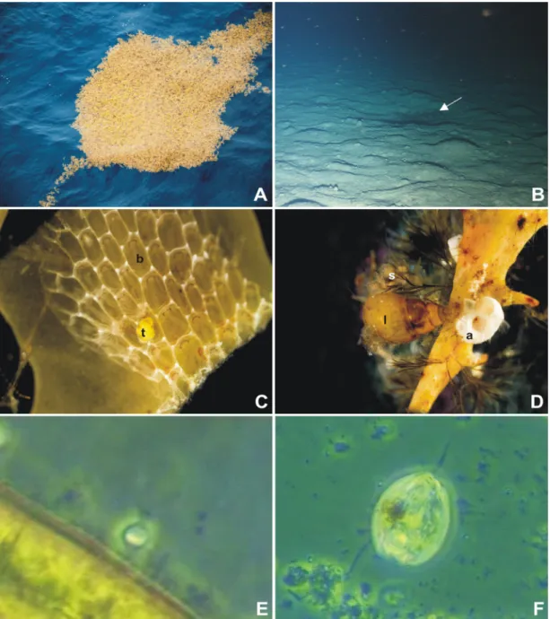 Figure 7-1: A) Floating Sargassum between Stations SO5/002 and 004, B) accumulated Sargassum at  seafloor  during  the  EBS  station  6-8  (10°22.66'N,  36°55.35'W,  5127  m),  C)  the  mobile  turbellarian  Planocera cf