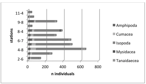 Figure 7-6: Numbers of individuals of peracarid taxa along the Vema Fracture Zone. 