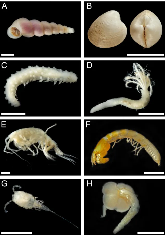 Figure  7-8:  Macrofaunal  taxa  sampled  with  the  EBS:  A,  Gastropoda,  B,  Bivalvia,  C,  Polychaeta,  D,  Polychaeta  (Sabellidae),  E,  Crustacea  (Amphipoda),  F,  Crustacea  (Tanaidacea),  G,  Crustacea  (Harpacticoida), H, Polychaeta in Foraminif