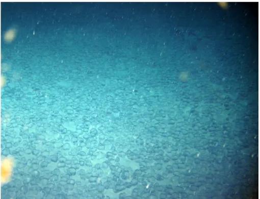 Figure 7-9: The seafloor in 4986 meters depth on station #9-2 shows many manganese nodules