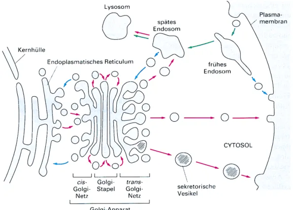 Abb. 2 Komponenten des Endozytose-Weges und des Sekretorischen Weges