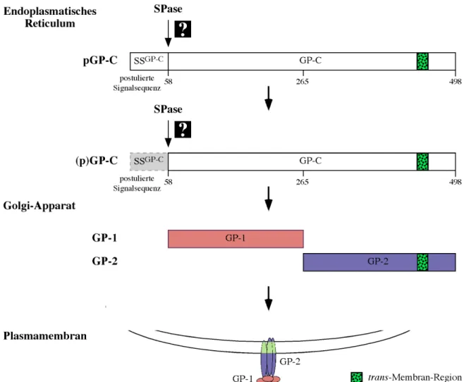Abb. 3 Prozessierung des Glykoproteins und Verankerung von GP-1 und GP-2 in der Plasmamembran