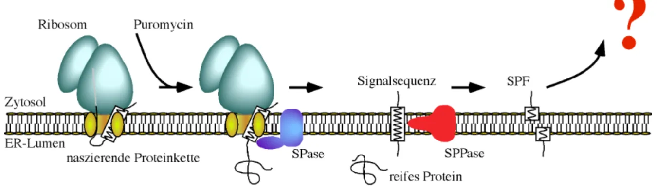 Abb. 5 Schematische Darstellung der Puromycin-induzierten Abspaltung der Signalsequenz