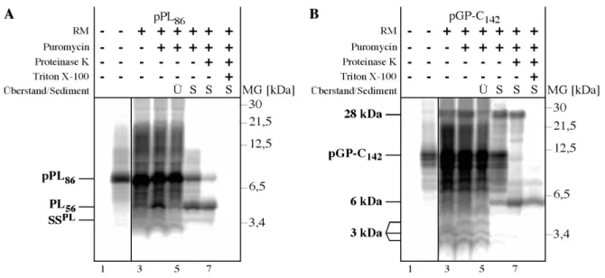 Abb. 7 In vitro Translation/Translokation von pPL 86  und GP-C 142