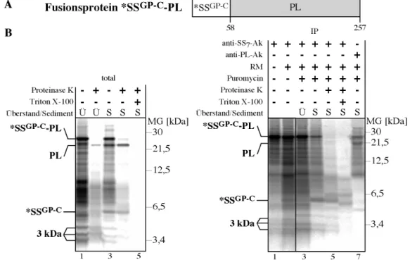 Abb. 10 Translokation und Abspaltung der Signalsequenz des pGP-C von einem Fusionsprotein A.) Schematische Darstellung des Fusionsproteins *SS GP-C -PL