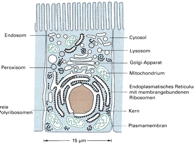 Abb. 1 Aufbau einer typischen tierischen Zelle