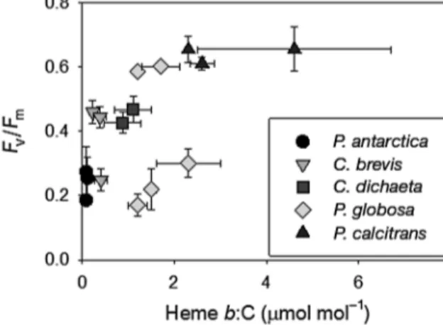 Fig. 4. Relationship between heme  b:C (μmol mol −1 ) and quantum yield of photosystem II (F v /F m ) in Southern Ocean (Phaeocystis antarctica, Chaetoceros brevis and C