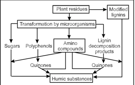Abb.  2.5.2.1:  Mechanismen für die Bildung von Huminstoffen im Boden  (Stevenson, 1982) 