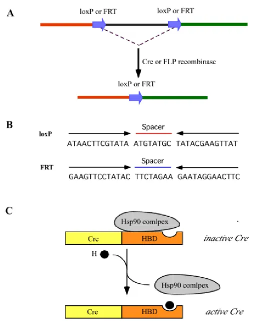 Figure 1. Cre or FLP-mediated recombination and schematic representation of the regulation of Cre recombinase activity