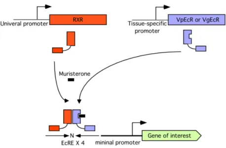 Figure 2. Schematic diagram of the ecdysone-inducible gene expression system. The retinoid X receptor (RxR), the mammalian homologue of ultraspiracle (USP), and the modified ecdysone receptor VpEcR (or VgEcR) can be expressed under a control of tissue-spec