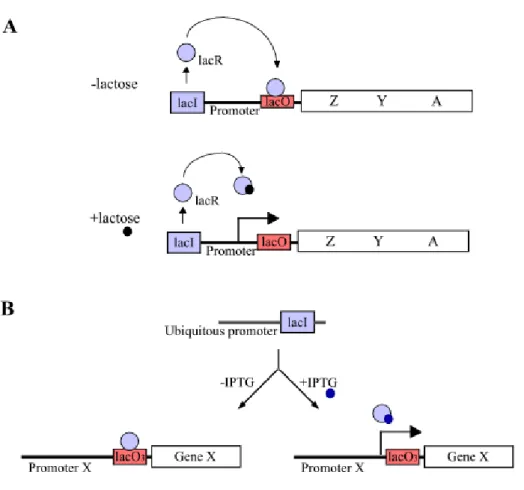 Figure 3. The lac operon-based inducible system. (A) The lac operon in E. coli operates by a repression mechanism