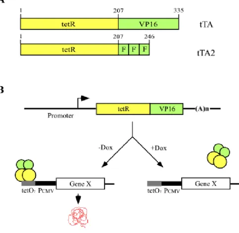 Figure 4. The tetracycline-controlled transactivators (tTA) and schematic outline of tTA regulatory system