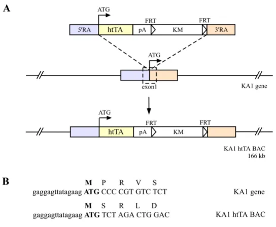 Figure 10. Generation of BAC carrying the KA1 gene to express the htTA under a control of the mouse KA1 promoter (illustrated only in case of the htTA but for the prokaryotic tTA via the exact same way)