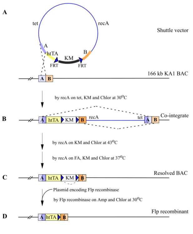 Figure 11. The strategy to modify the 166 kb KA1 BAC. (A) Targeting cassette is integrated into the 166 kb KA1 BAC by recA via shuttle vector (pSV1.recA-htTA) based on temperature-sensitive origin (illustrated only in case of the htTA but for the prokaryot