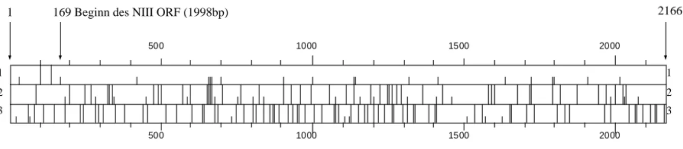 Abb. 2.1.1.1. Karte der offenen Leseraster der NIII-cDNA (2166 Bp). Aus der Sequenz abgeleitete  Verteilung von  Start-  und  Stop-Codons  in  den  3  unterschiedlichen  Leserastern