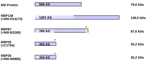 Abb. 2.2.1. Schematische Darstellung der aus den verschiedenen  cDNAs  abgeleiteten  RBP138-Isoformen