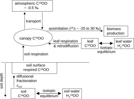 Figure 2.5: Scheme of the basic CO 18 O ﬂow within a canopy